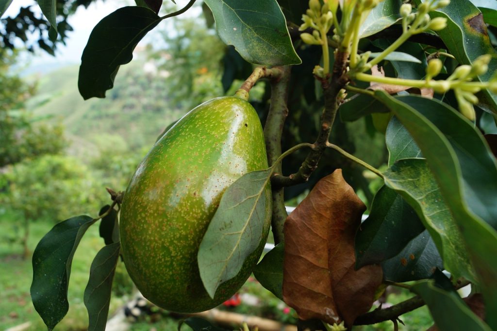 Avocado and Regenerative Agriculture