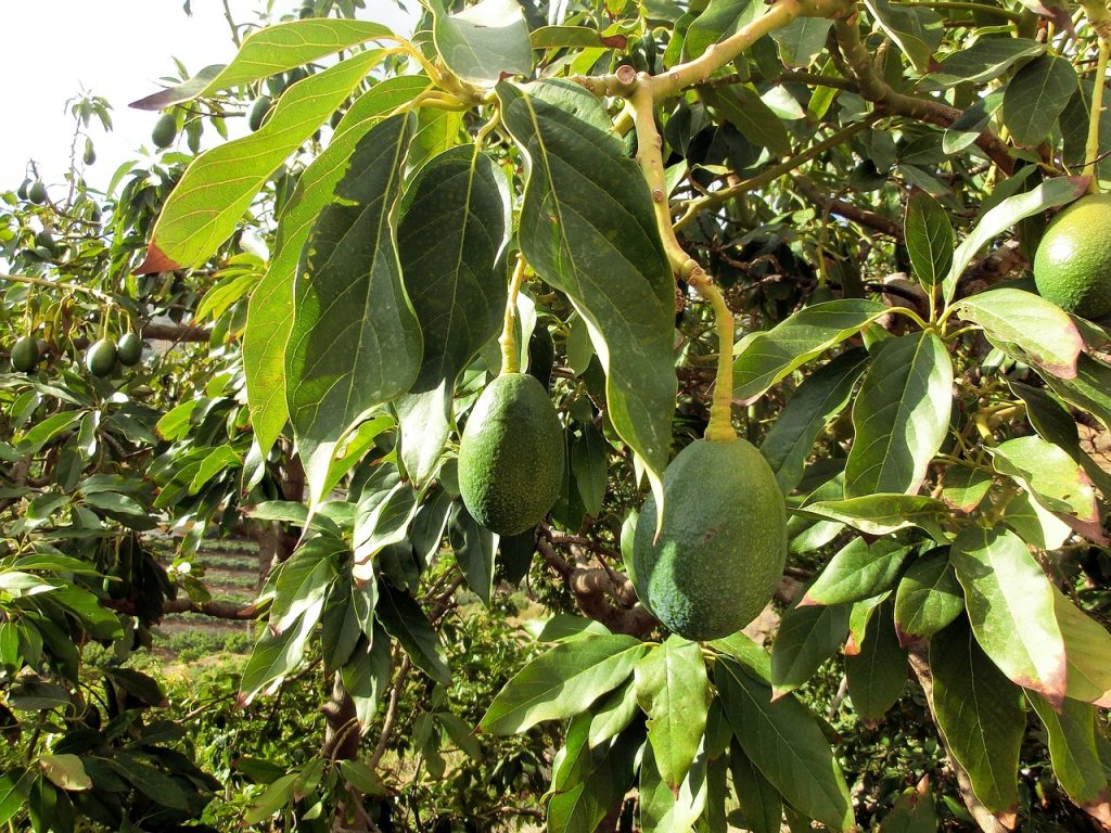 Composting in Avocado Farming
